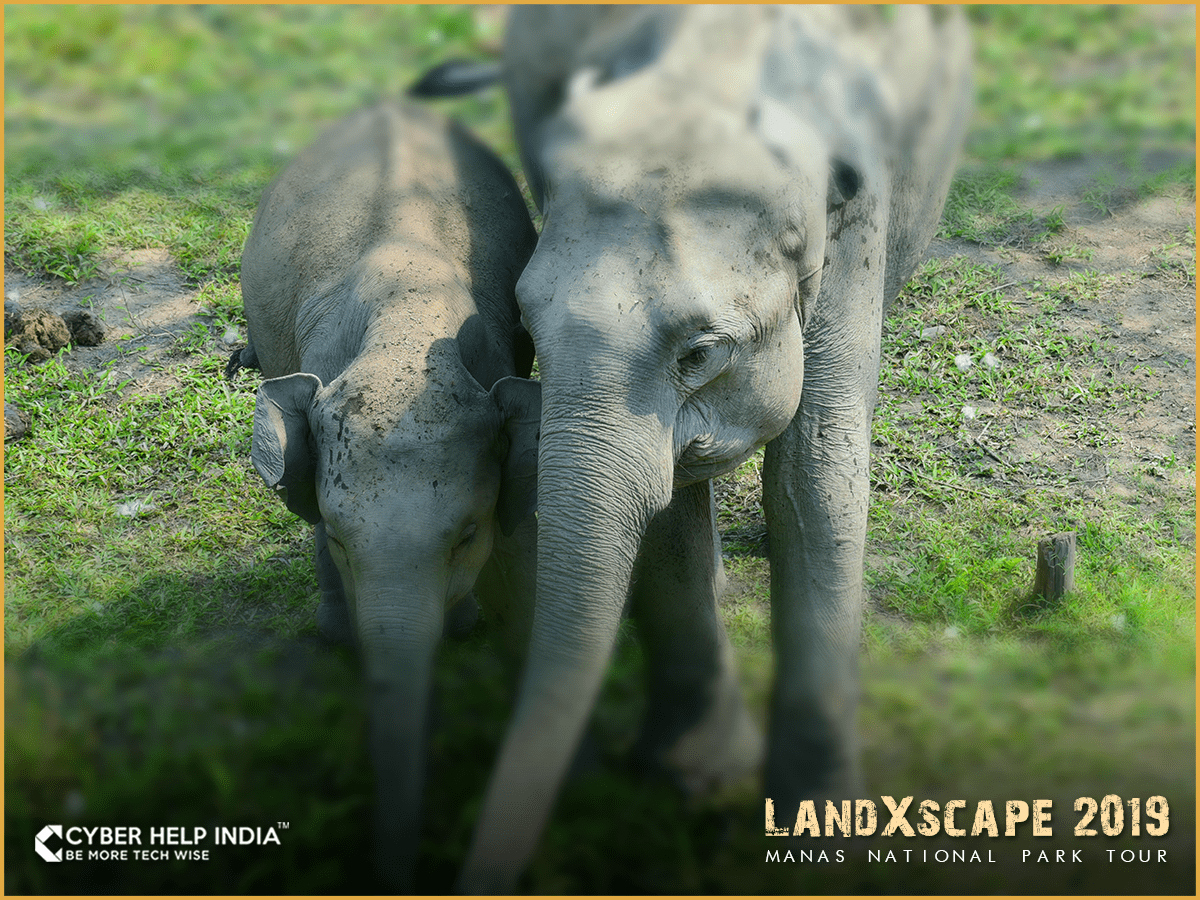 Welcomed by Elephants