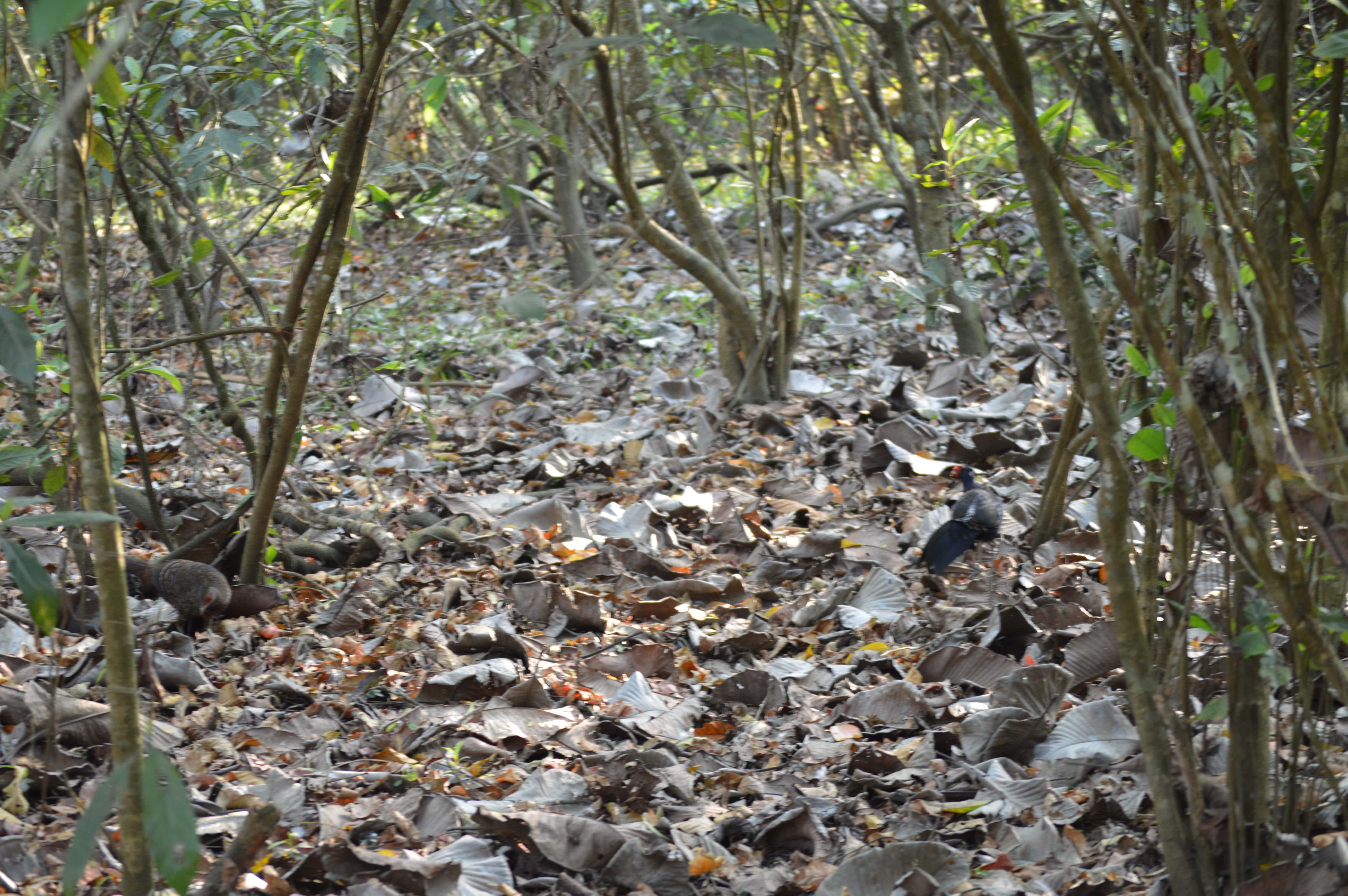 The Welcoming Surprise on reaching Manas