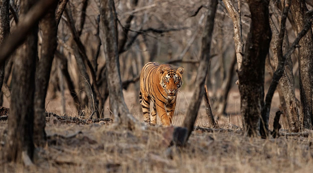 Jungle Lore Website Design